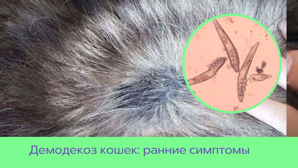 Демодекоз: причины, симптомы и лечение у собак и кошек