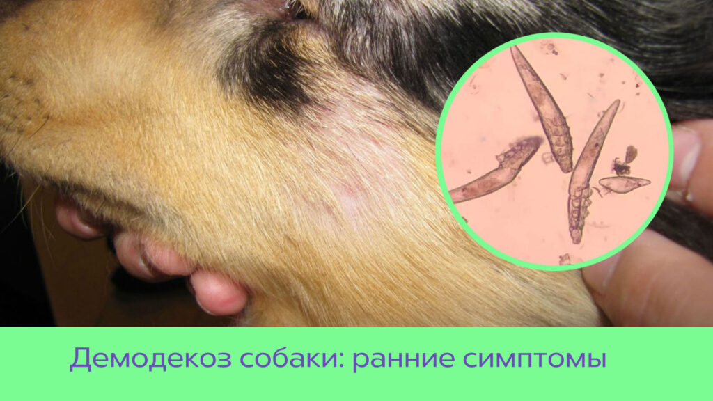 Демодекоз: причины, симптомы и лечение у собак и кошек