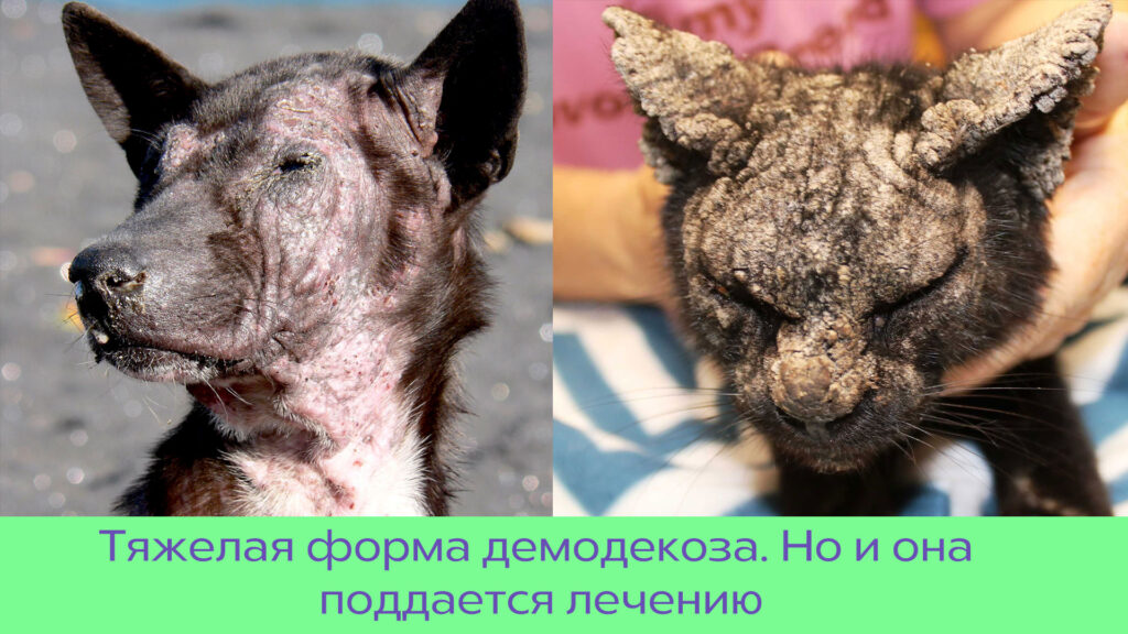 Демодекоз: причины, симптомы и лечение у собак и кошек